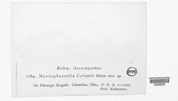 Mycosphaerella columbi image